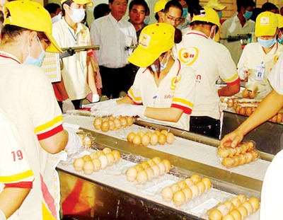 Workers pack chicken eggs at the Ba Huan Company in HCMC (Photo: SGGP)
